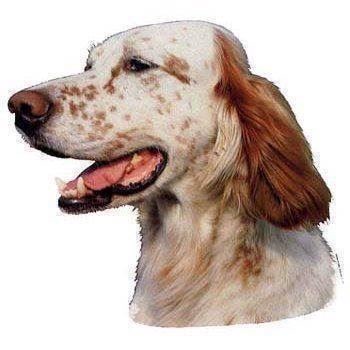 Klistermærke  Engelsk Setter