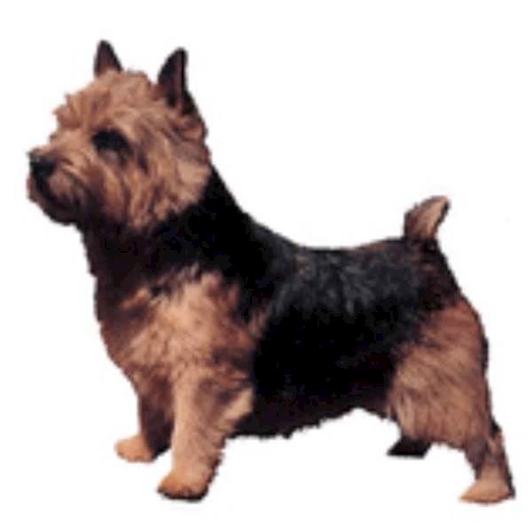 Klistermærke Norwish Terrier Large
