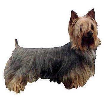 Klistermærke  Silke Terrier