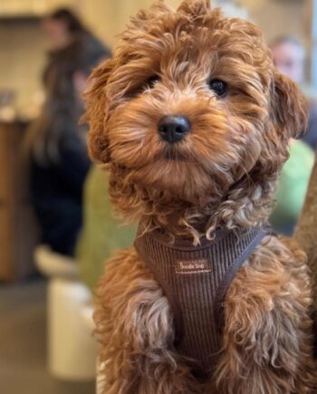 Nora Kropssele   Fløjl   Brun Xxs