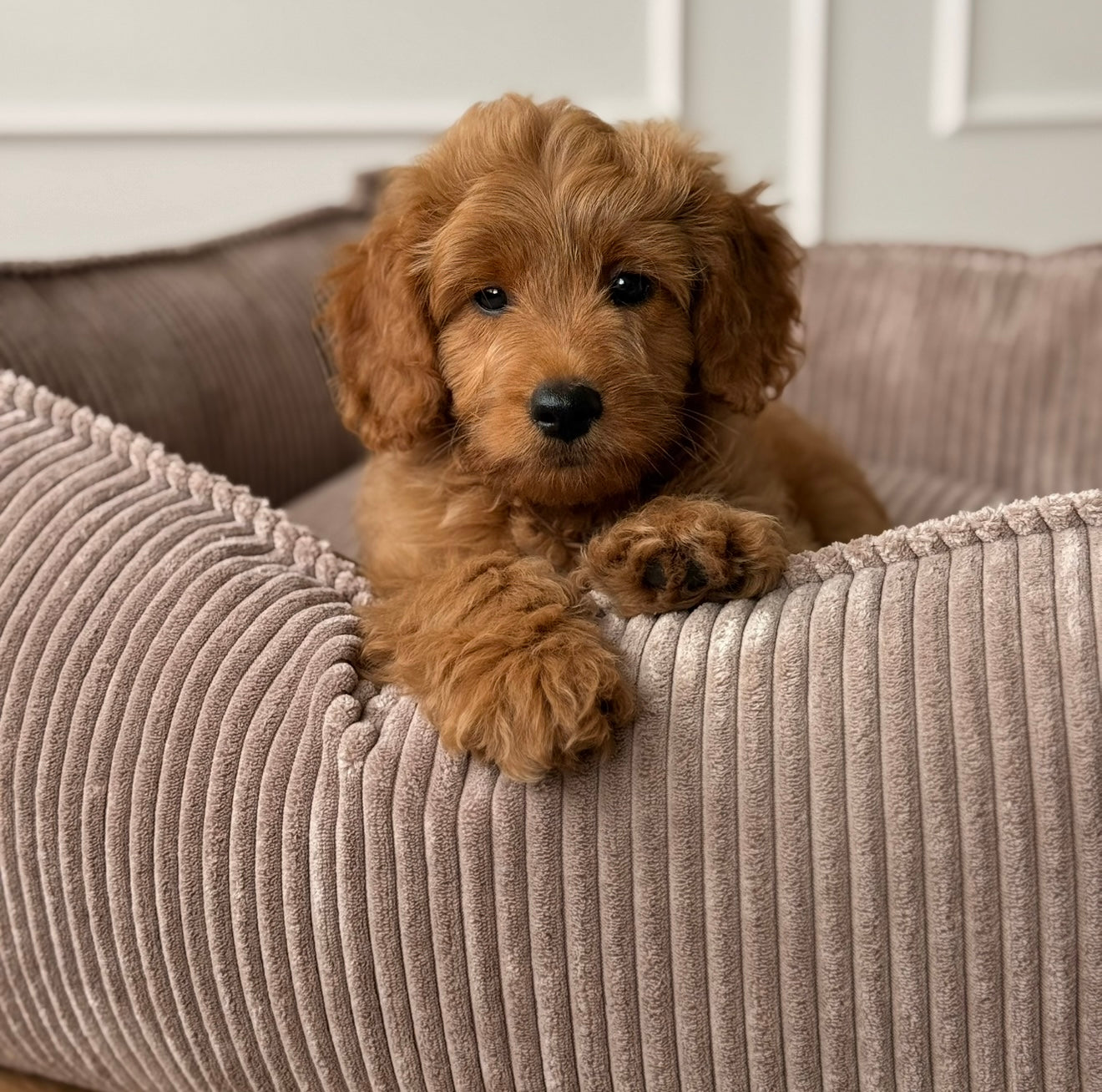 Carl Hundekurven Lys Brun Bred Fløjl Medium