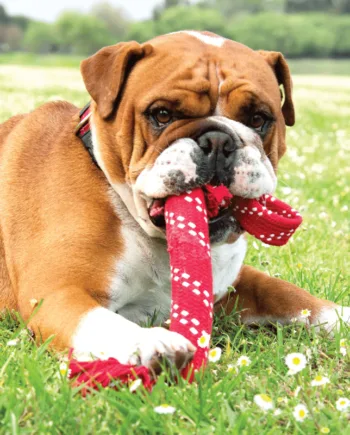 Rogz Scrubz Dental Rope Toy