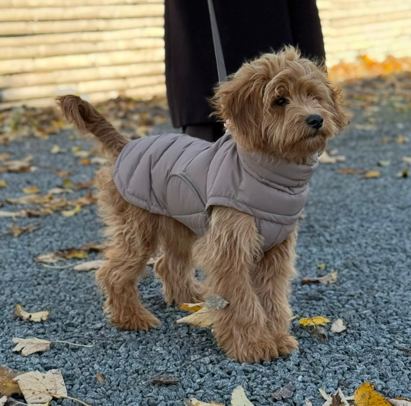 By Doodle Dogs Eva Hundejakke Vinter   Brun