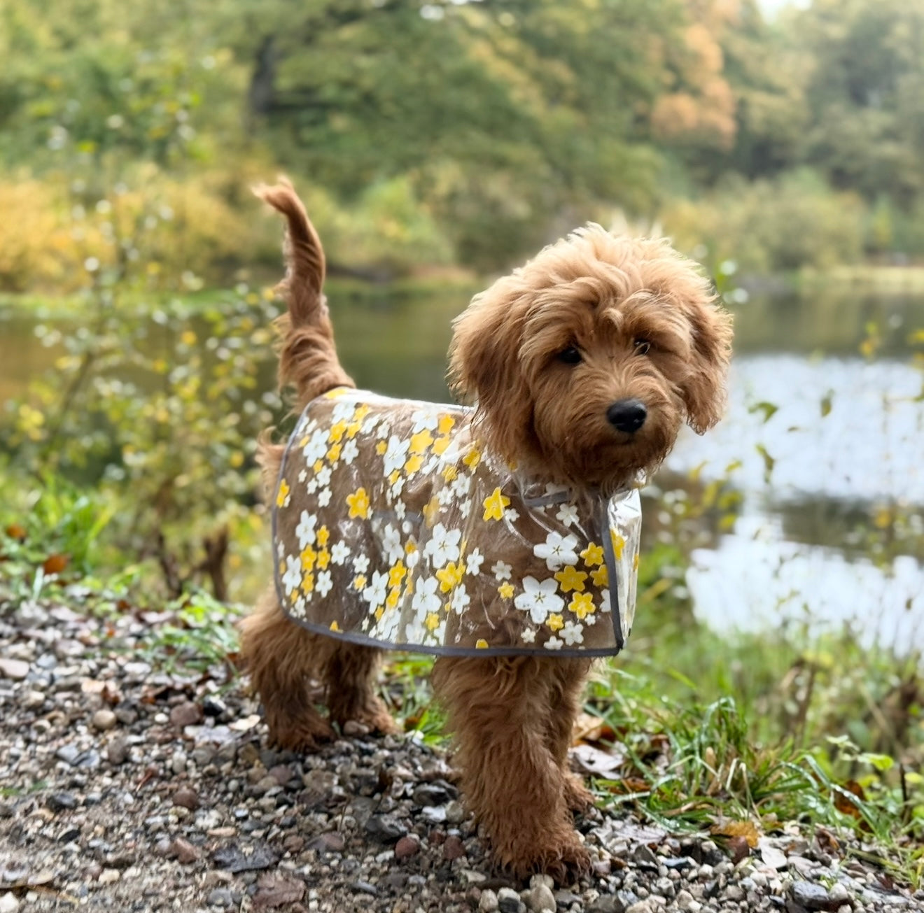 Regnjakke Til Hund    Blomster   Gul Small